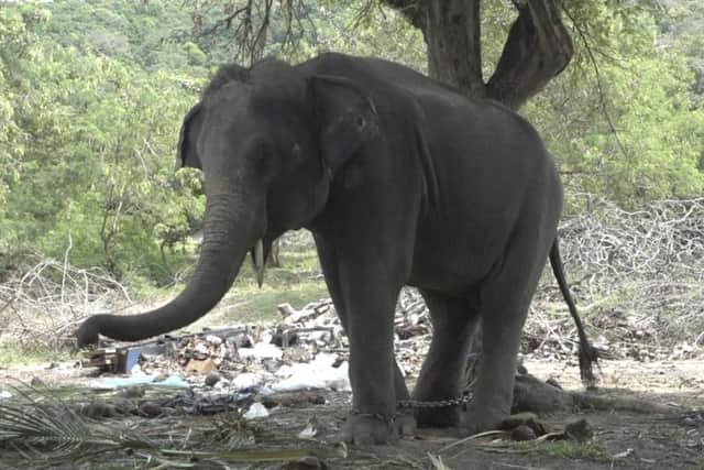 The elephant, called Rambo, which killed Scots tourist Gareth Crowe